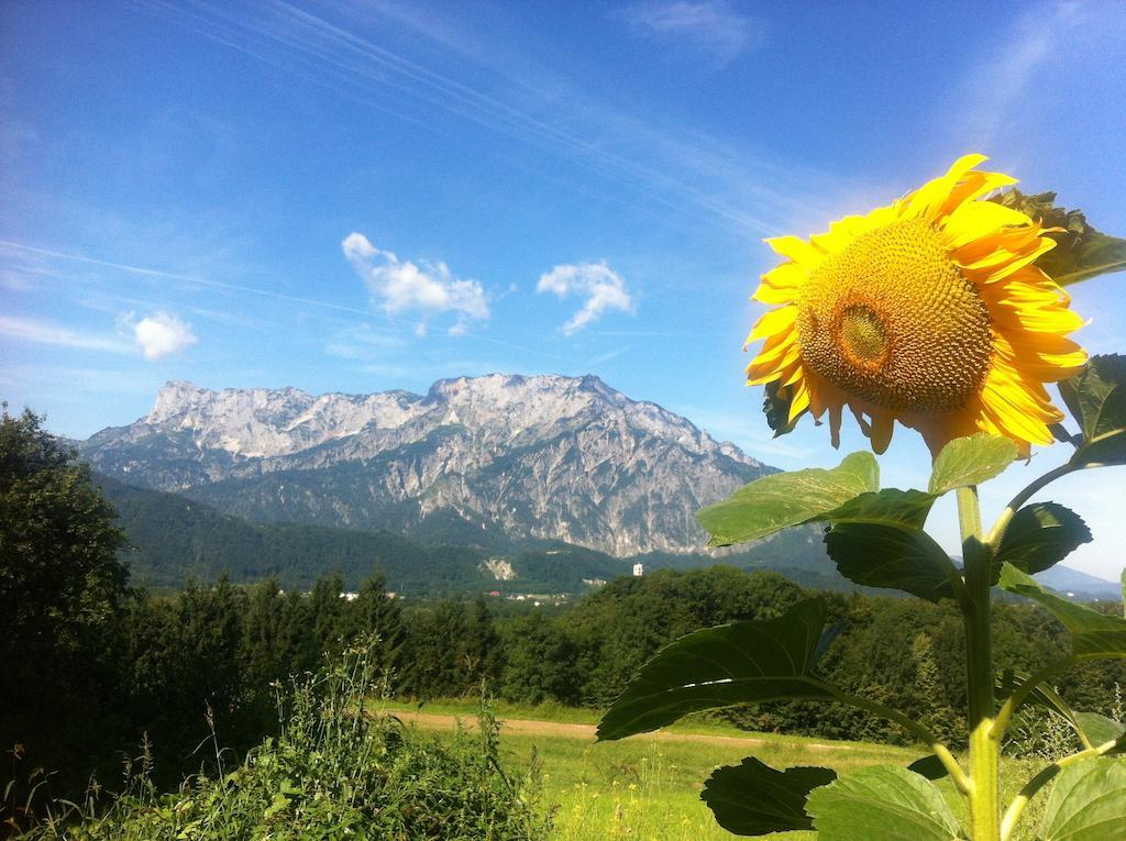 Pension David Hotel Puch bei Hallein Kültér fotó