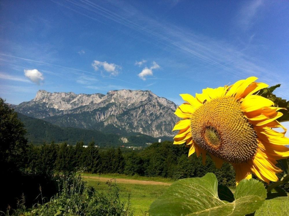 Pension David Hotel Puch bei Hallein Kültér fotó